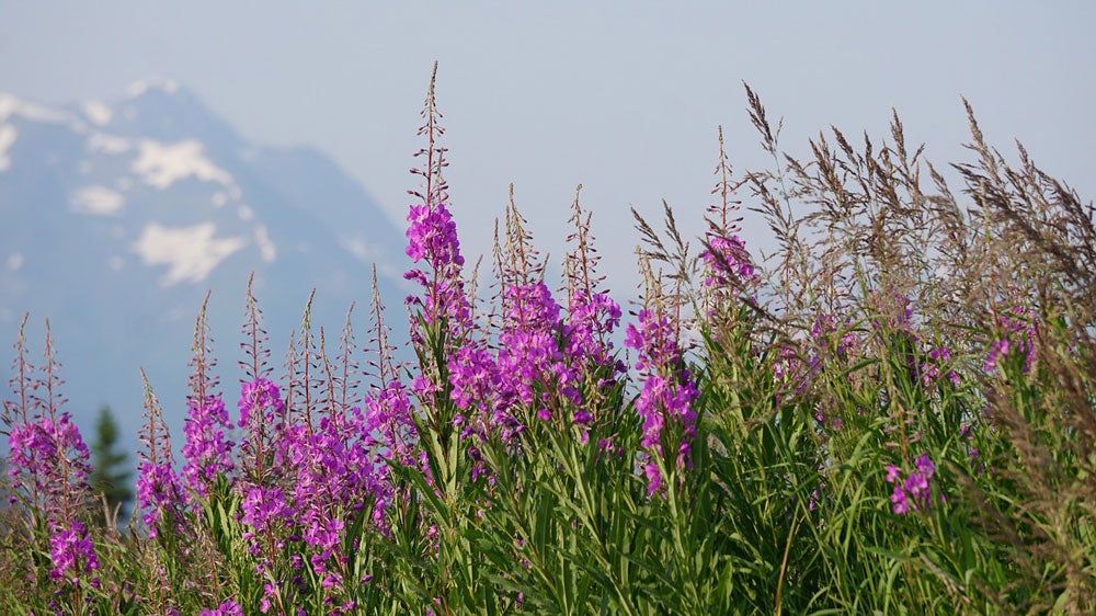 Joella Hogan from the Yukon Soaps Company