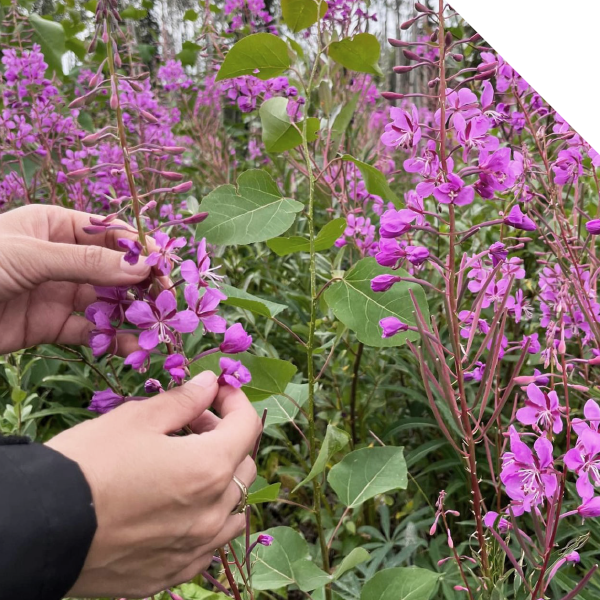 fireweed