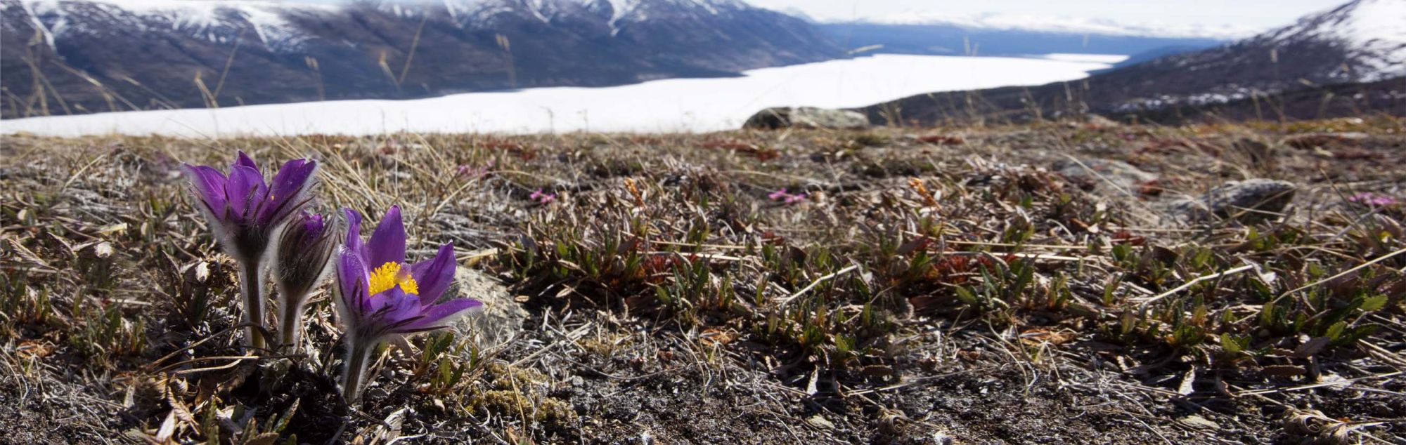 crocus flower at the top of Kusawa ridge