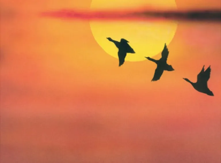 Migration: Art by Dennis Kenny