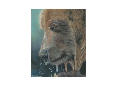 "The Ponder," a pastel painting by Robyn Clarke (8.5" x 11"). A close-up profile of a grizzly bear facing left, with water droplets dripping from its muzzle. Rich brown fur is rendered in fine detail against a muted blue-green background.