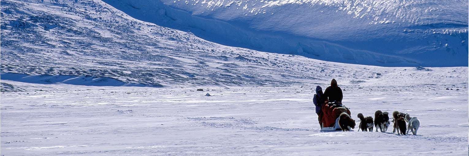 Dog sled team