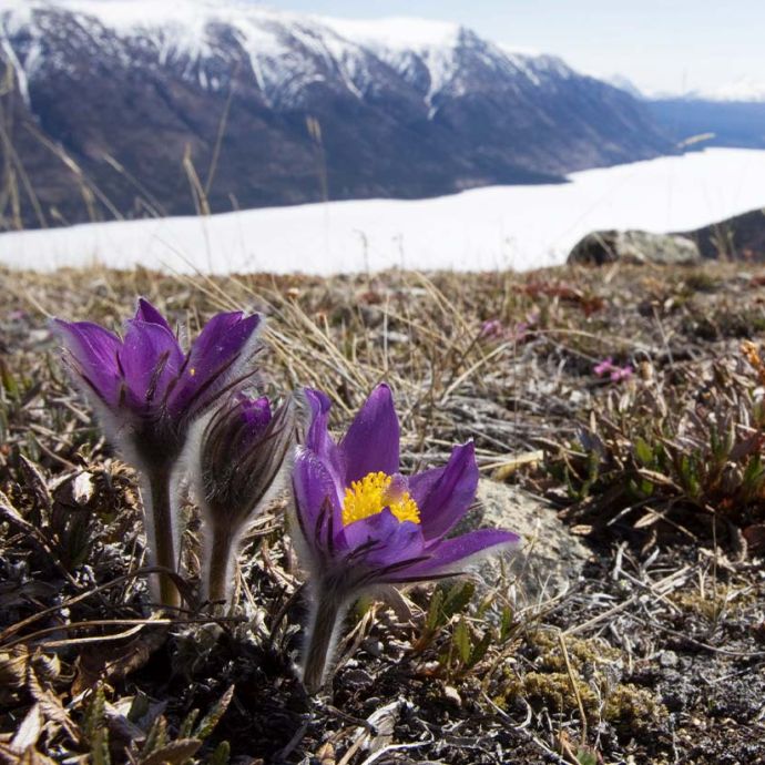 crocus flower at the top of Kusawa ridge