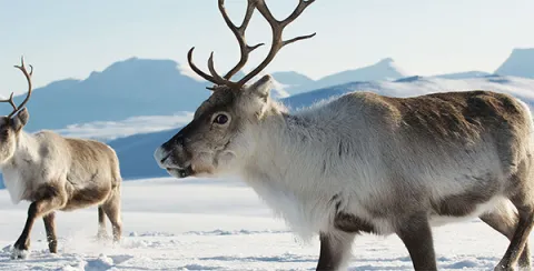 Caribou in frozen landscape